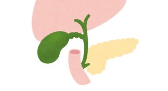 소화계통 (digestive system) 02