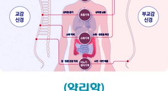 (약리학) 자율신경계 약물